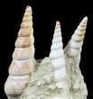 Fossil Gastropod (Haustator) Cluster - Damery, France #56383-1